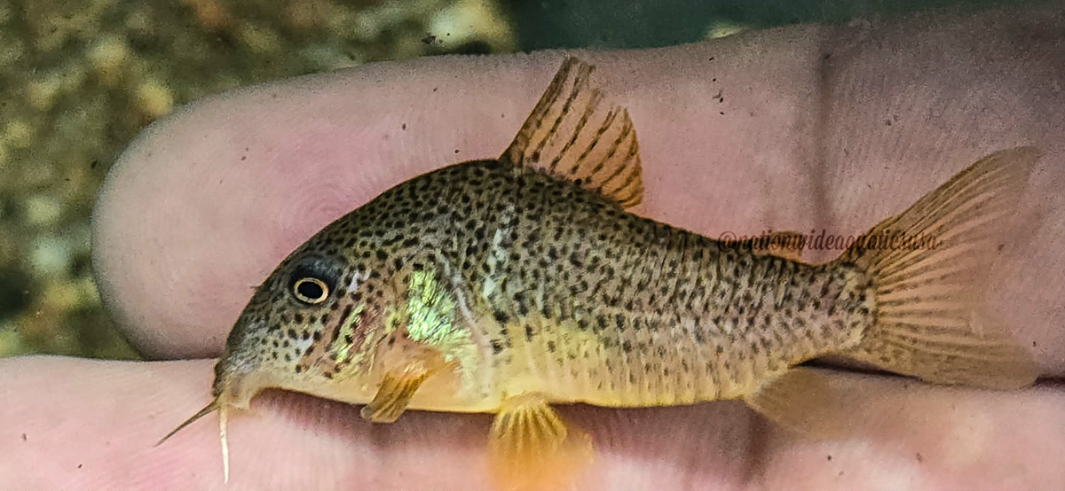 hoplisoma apiaka