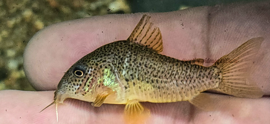 hoplisoma apiaka