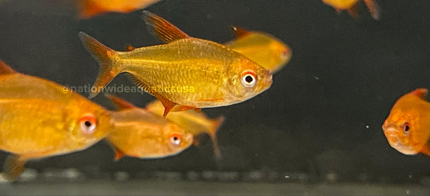 Hyphessobrycon sp. Muzel cherry red 17771