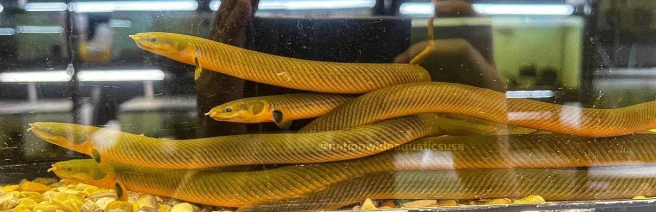 Erpetoichthys calabaricus - African rope fish