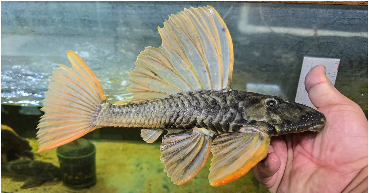 Hypostomus luteus phase II 

10”