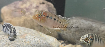 Ivanacara adoketa 5 pack