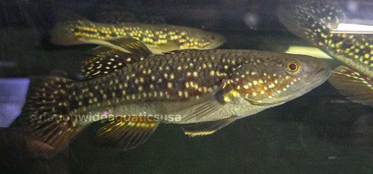 Galaxy Gudgeon
(Giruis Charpinni)