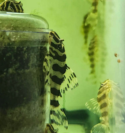 L134 Leopard Frog Pleco (Peckoltia compta)