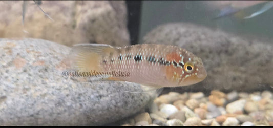 Ivanacara adoketa