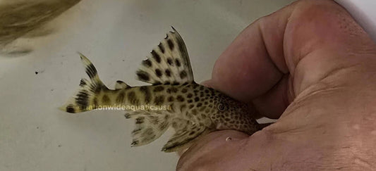 Peckoltia sabaji L124 Para pleco