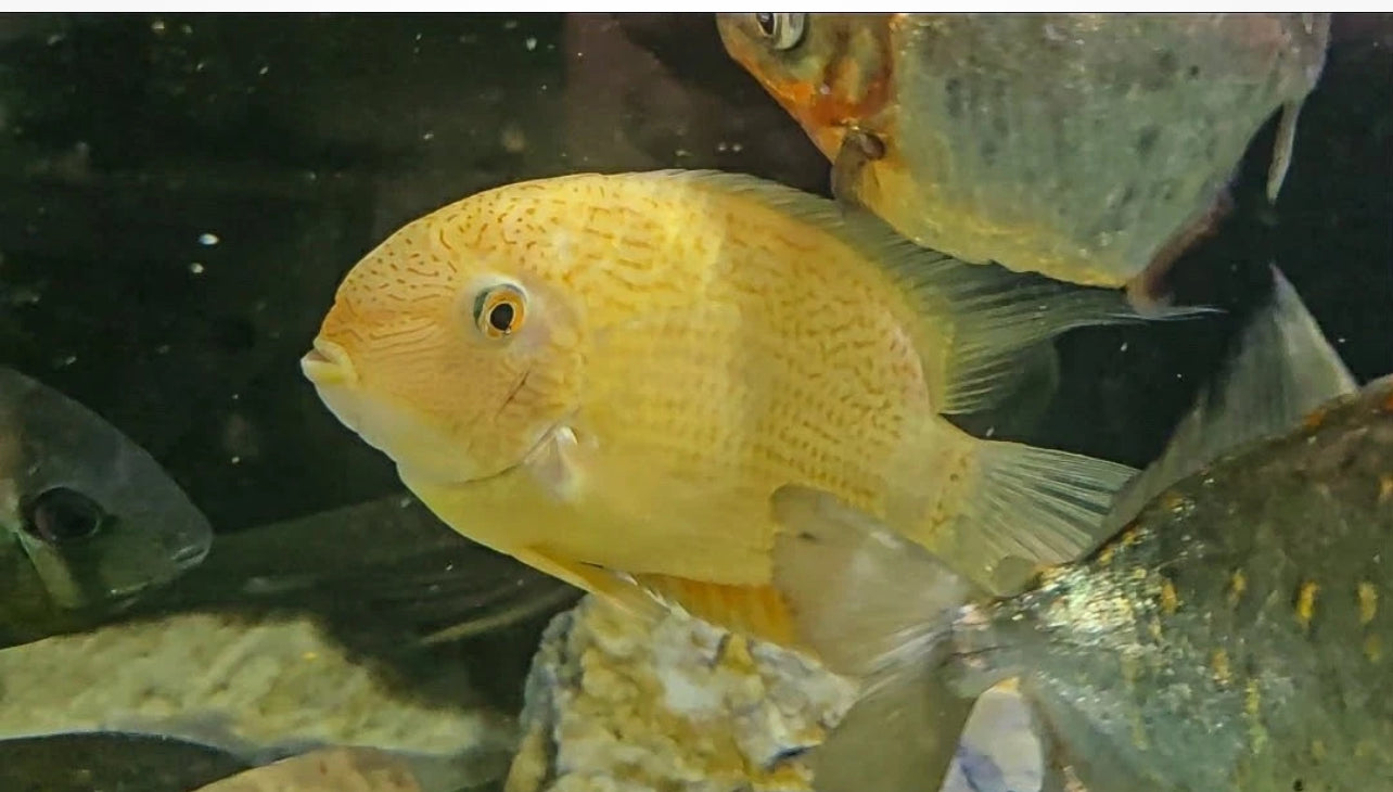 XXL Gold spot severum