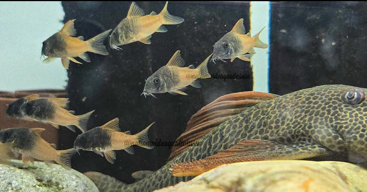 Hoplisoma sp. aff. concolor Rio Tomo CW217