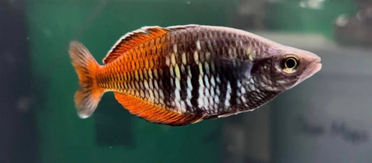 Melanotaniae boesemani "uter" *males only*