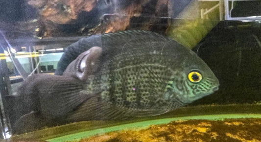 Green Severum