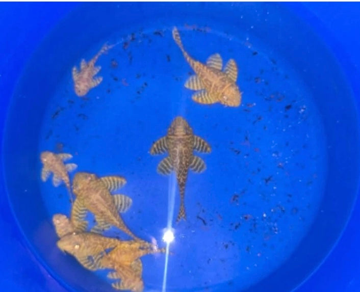 Hypancistrus seideli - L333 Albino - Golden - 4 fish juvie group