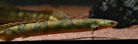 Polypterus mokelembembe