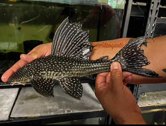 Hypostomus luteomaculatus / Roseopunctatus -  Rare pleco from south Brazil