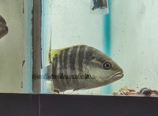 Papua Black Bass ( Lutjanus Goldiei)