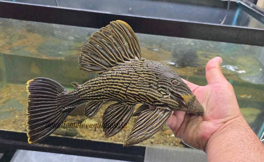 L027 Royal Pleco (panaque armbrusteri)