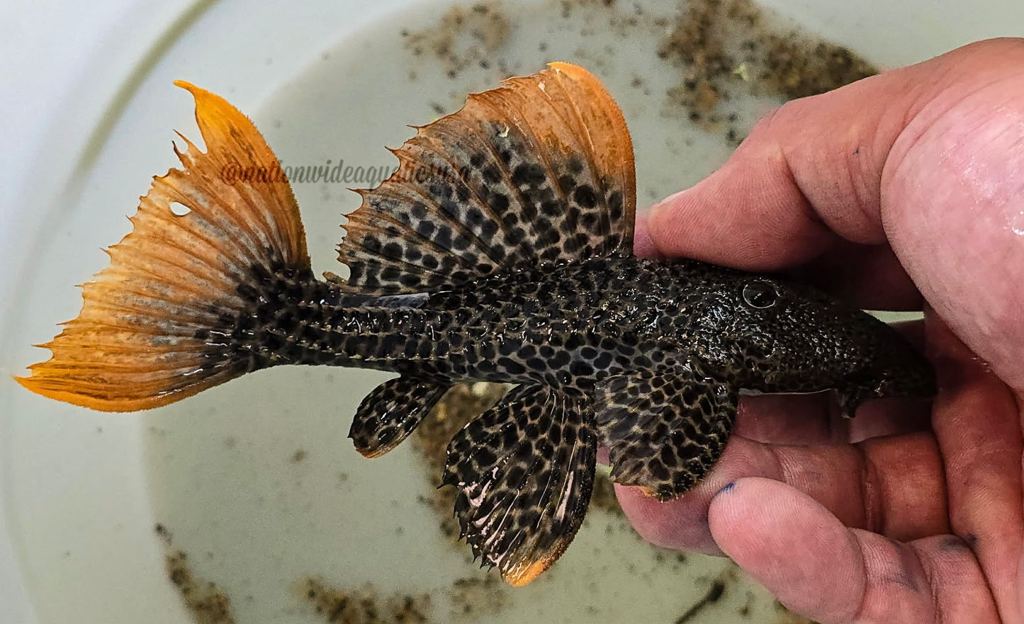 L600 Leopard Cactus Pleco  (Pseudacanthicus leopardus)