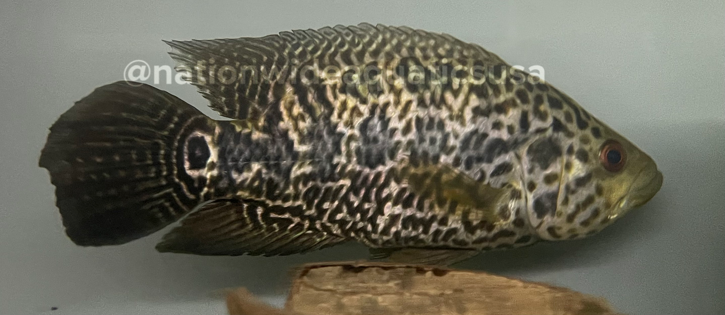 Jaguar Cichlid
(Parachromis managuensis)