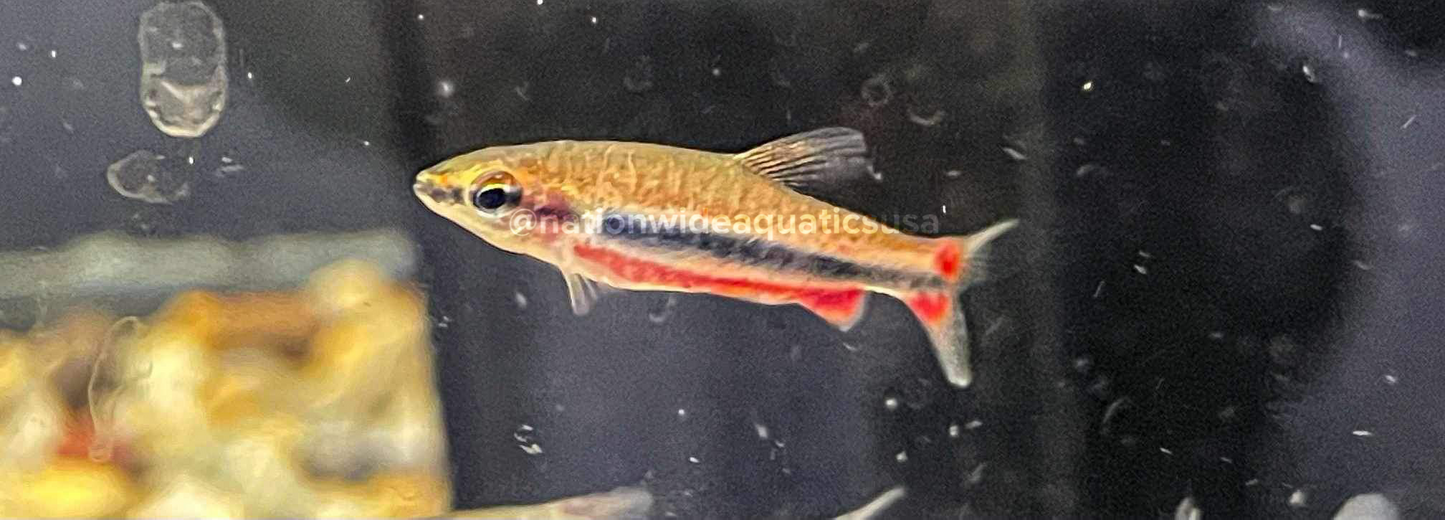 Nannostomus cf. Beckfordi "Ceara Red"