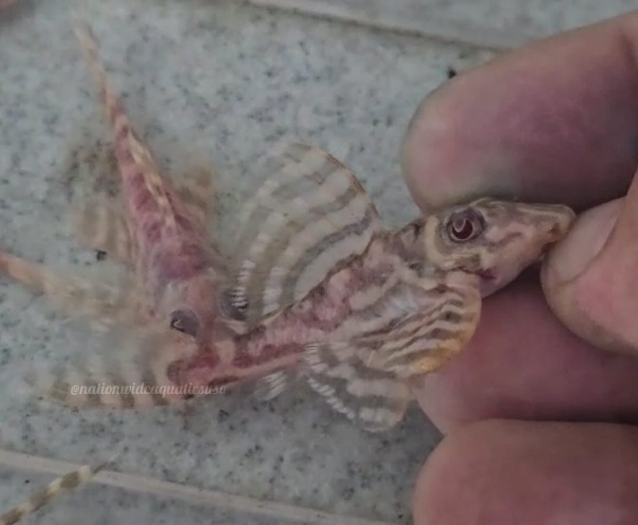 L236 Albino (Hypancistrus Sp)