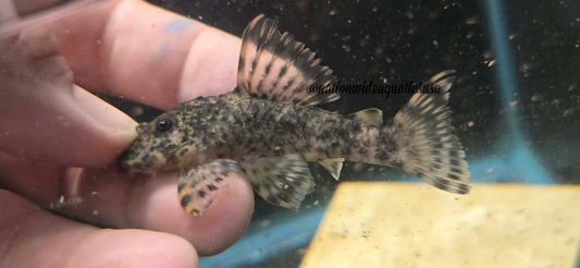 Peckoltia Otali