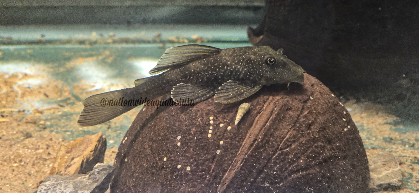 Ancistrini sp. Rio Uruguay * New species*