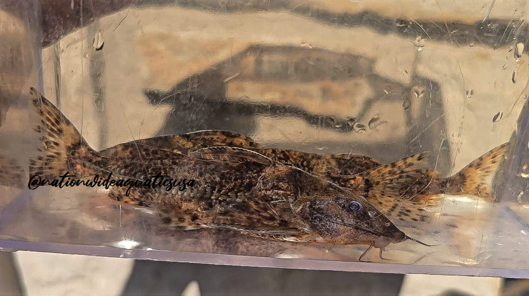 Rhinodoras sp. Tocantins