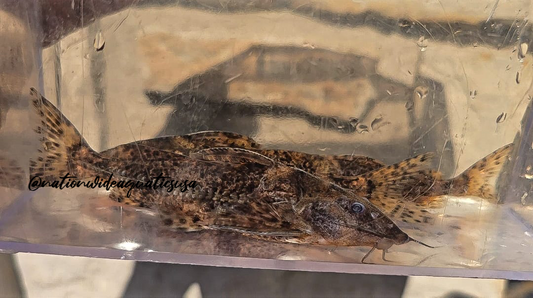 Rhinodoras sp. Tocantins
