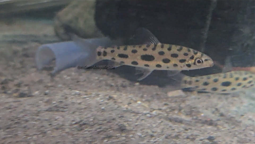 Jewel Spotted Anostomid (Hypomasticus megalepis) 3 pack