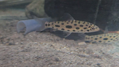 Jewel Spotted Anostomid (Hypomasticus megalepis) 3 pack