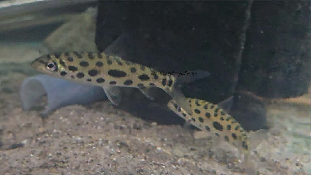 Jewel Spotted Anostomid (Hypomasticus megalepis) 3 pack