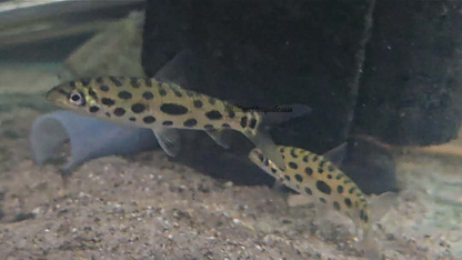 Jewel Spotted Anostomid (Hypomasticus megalepis) 3 pack