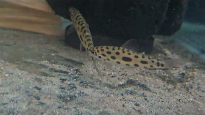 Jewel Spotted Anostomid (Hypomasticus megalepis) 3 pack