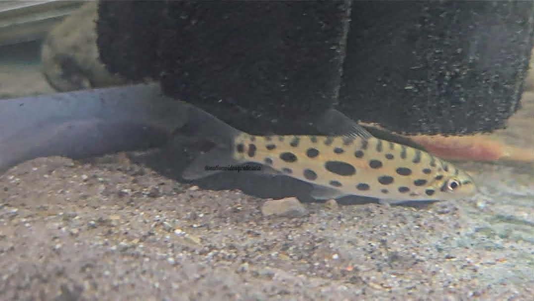 Jewel Spotted Anostomid (Hypomasticus megalepis) 3 pack