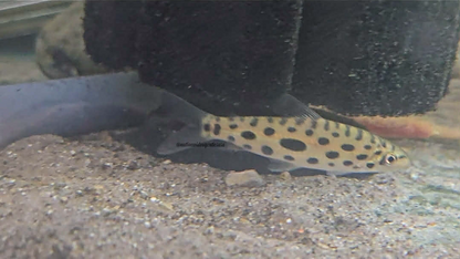 Jewel Spotted Anostomid (Hypomasticus megalepis) 3 pack