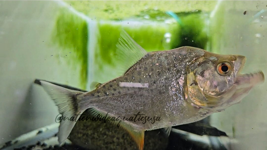 Serrasalmus rhombeus - rio negro

4.5-5"