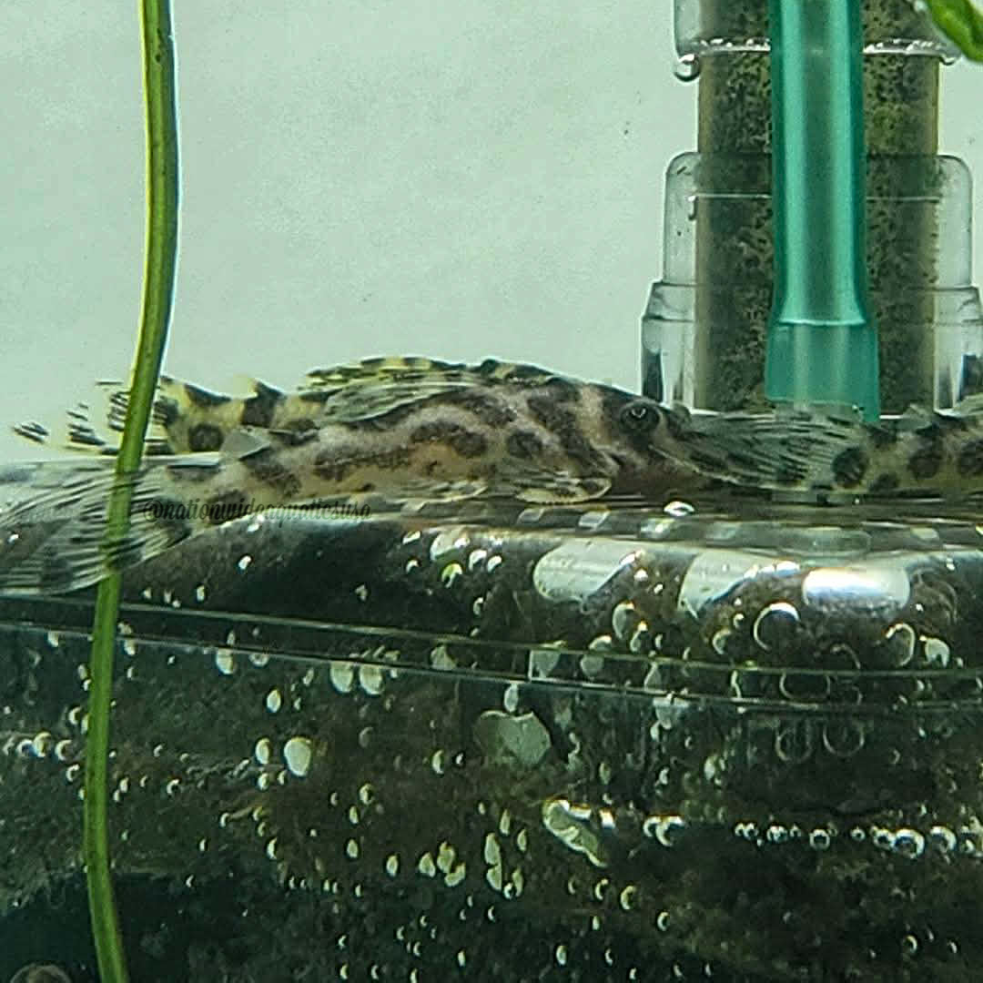 L174 Ocelot Pleco (Hypancistrus yudja)