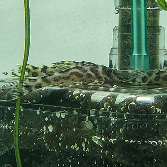 L174 Ocelot Pleco (Hypancistrus yudja)