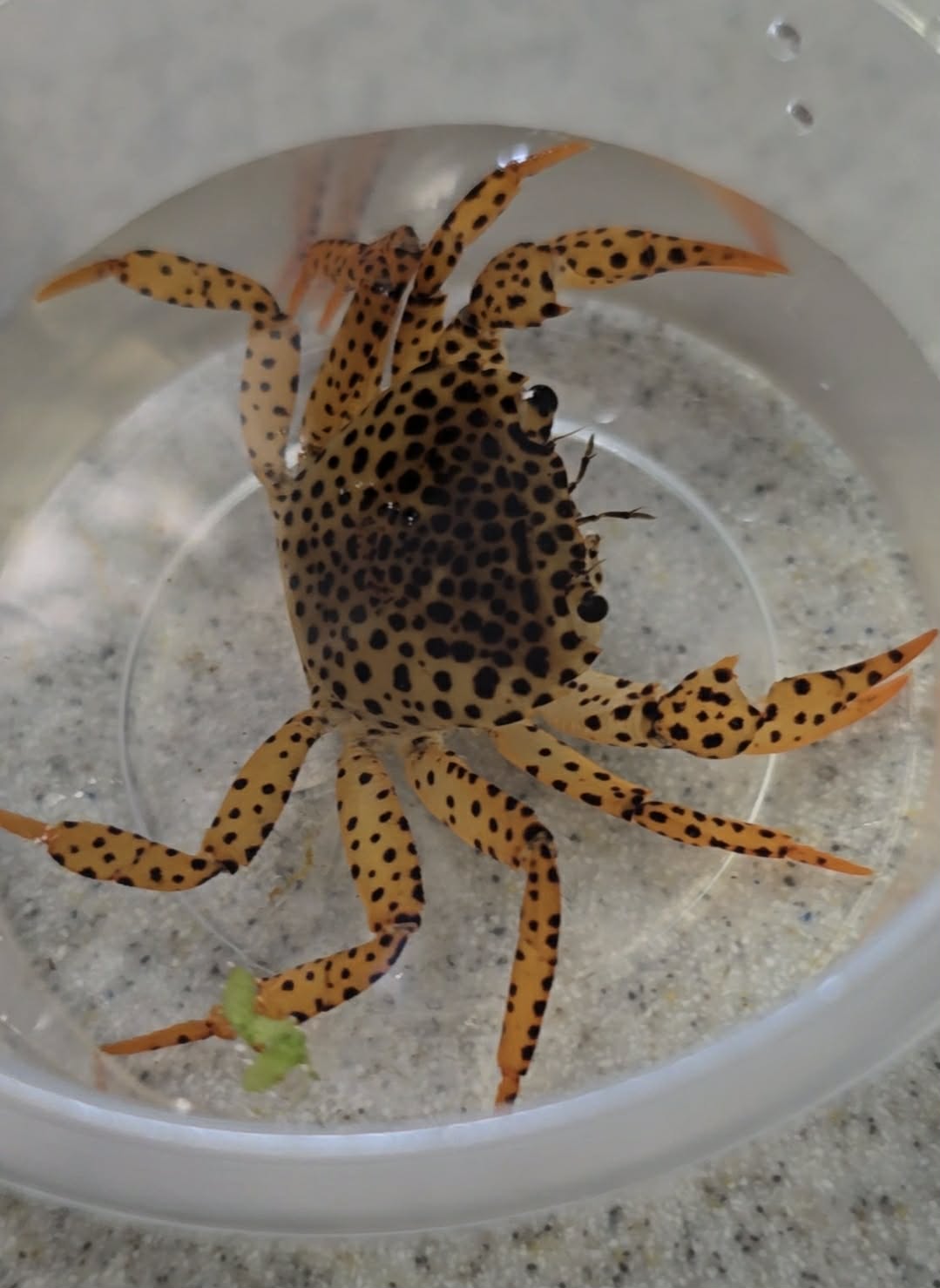 Panther crab(Parathelphusa pantherina)