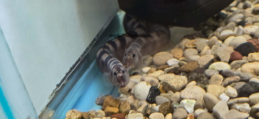 Saddled Tanganyika Eel (Mastacembelus Plagiostomus)
