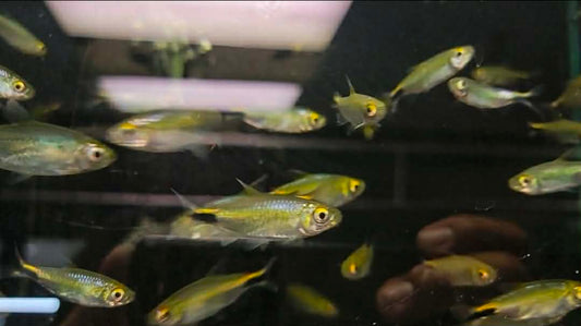 Brycinus longipinnes