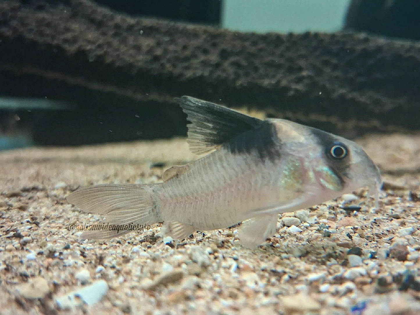 Two tone Cory (Hoplisoma bicolor)