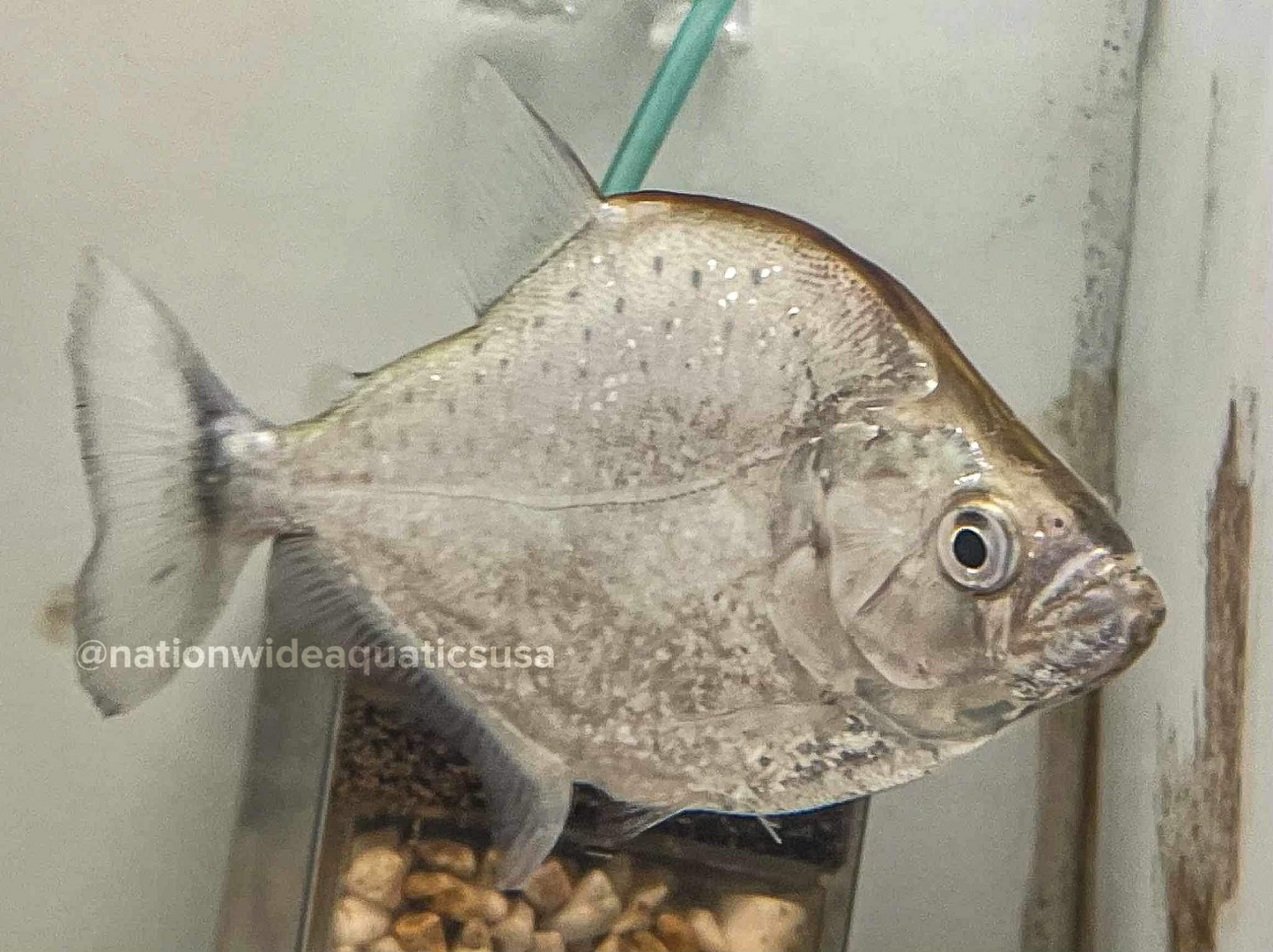 Serrasalmus geryi -  Violet line piranha