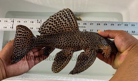 L113 Dragon Hifin Pleco (Megalancistrus parananus)