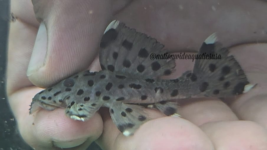 L264 Sultan Pleco (Leporacanthicus joselimai)