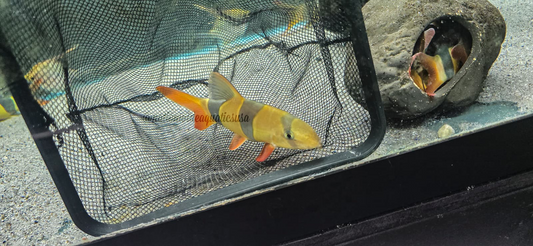Clown Loach (Chromobotia macracantha)