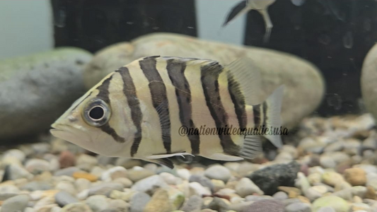 4 Bar Sumatran Datnoid (Datnioides microlepis) Clean***