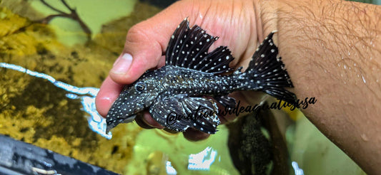 L240 Galaxy / Vampire Pleco (Leporacanthicus cf. galaxias)