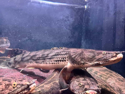 Polypterus Congicus "lake tanginyka  / gisela bichir 26"-27"