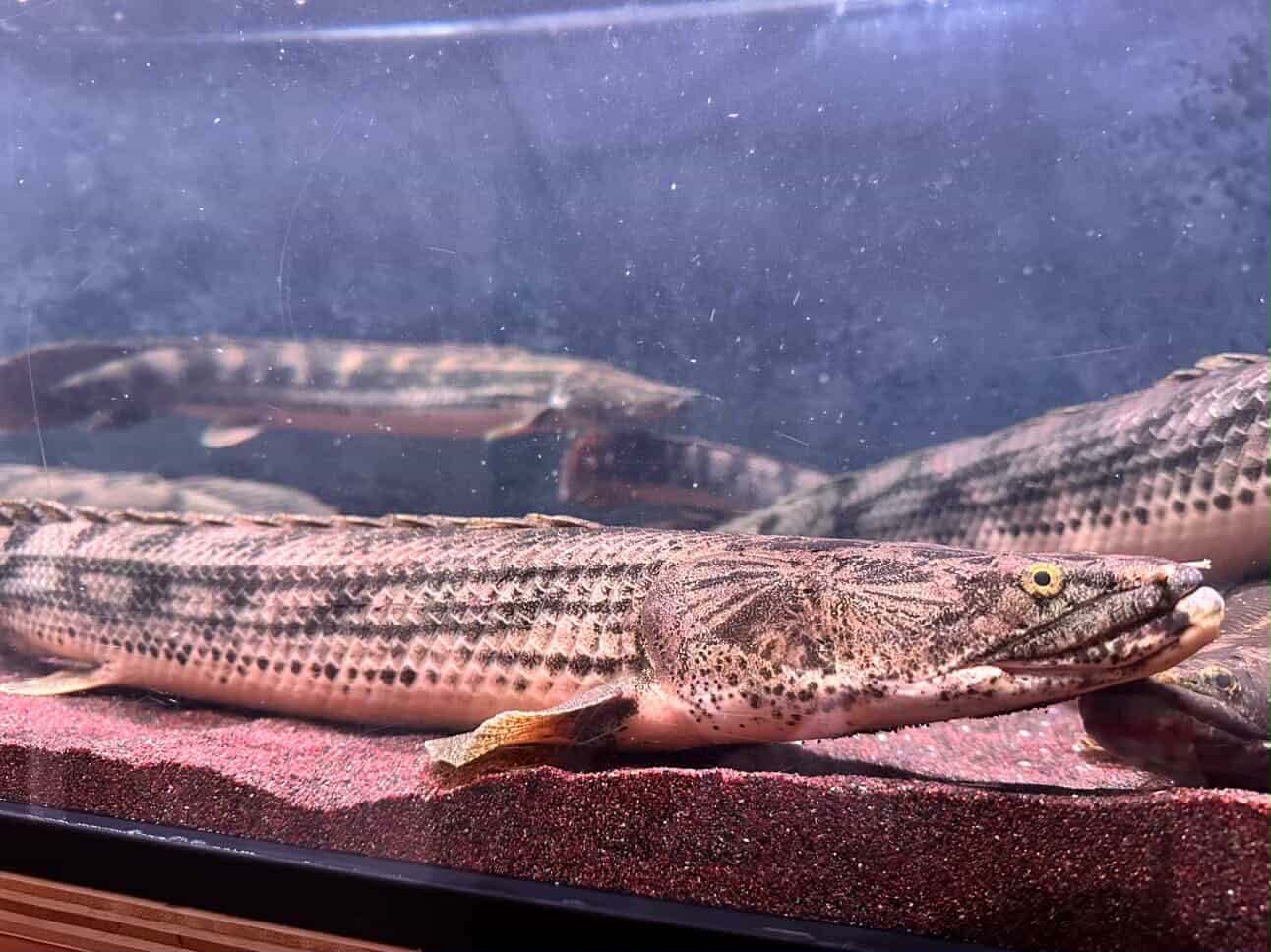 Polypterus Congicus "lake tanginyka  / gisela bichir 26"-27"