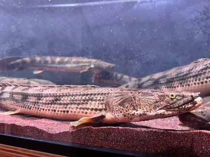 Polypterus Congicus "lake tanginyka  / gisela bichir 26"-27"